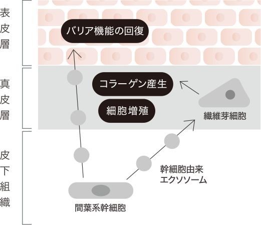 バリア機能の回復